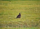 Zwarte wouw (oostelijk) (black-eared kite) Milvus migrans lineatus  - Kharkhorin 16-08-2016 (4)